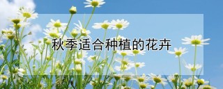 秋季适合种植的花卉,第1图