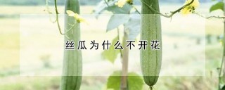 丝瓜为什么不开花,第1图