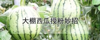 大棚西瓜授粉妙招,第1图