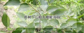 朴树下山桩无根能活吗,第1图