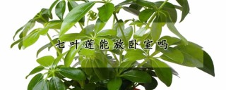 七叶莲能放卧室吗,第1图