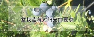 盆栽蓝莓对阳光的要求,第1图