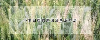 小麦白穗的原因及防治方法,第1图