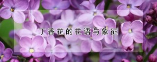 丁香花的花语与象征,第1图