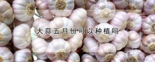 大蒜五月份可以种植吗,第1图