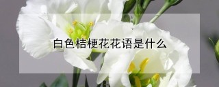 白色桔梗花花语是什么,第1图