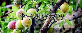 李子树好栽吗,第1图