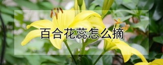 百合花蕊怎么摘,第1图