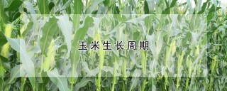 玉米生长周期,第1图