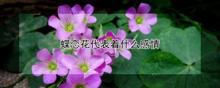 蝶恋花代表着什么感情,第1图