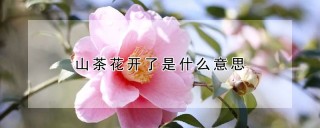 山茶花开了是什么意思,第1图