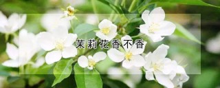 茉莉花香不香,第1图