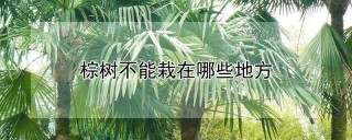 棕树不能栽在哪些地方,第1图