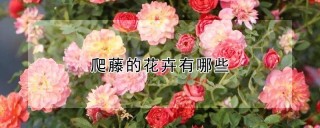 爬藤的花卉有哪些,第1图