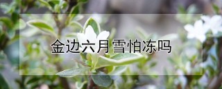 金边六月雪怕冻吗,第1图