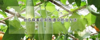 丝瓜病害识别图谱及防治方法,第1图