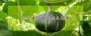 贝贝迷你南瓜怎么搭架,第1图