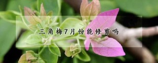 三角梅7月份能修剪吗,第1图