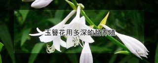 玉簪花用多深的盆养殖,第1图