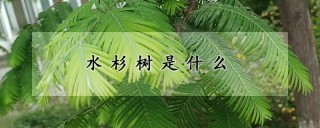 水杉树是什么,第1图