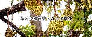 怎么种榴莲核可以长出榴莲,第1图