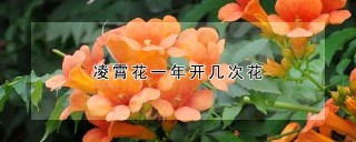 凌霄花一年开几次花,第1图