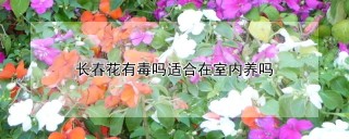 长春花有毒吗适合在室内养吗,第1图