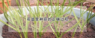 花盆里种蒜的正确过程,第1图