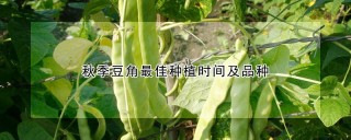 秋季豆角最佳种植时间及品种,第1图