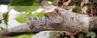 三角梅徒长枝怎么处理,第1图