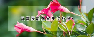 双喜藤能在室外过冬吗?,第1图