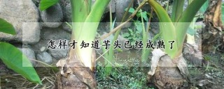 怎样才知道芋头已经成熟了,第1图