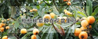 枇杷树能种在花盆里吗,第1图