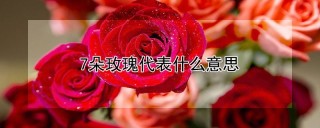 7朵玫瑰代表什么意思,第1图