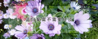 蓝目菊需不需要打顶,第1图