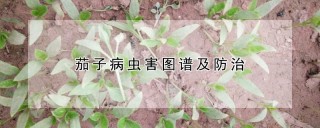 茄子病虫害图谱及防治,第1图