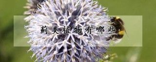 蓟类植物有哪些,第1图