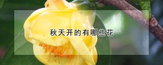 秋天开的有哪些花,第1图