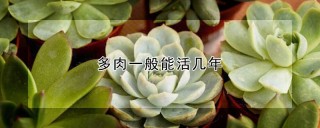 多肉一般能活几年,第1图