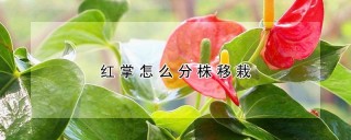 红掌怎么分株移栽,第1图