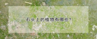 石头上的植物有哪些?,第1图