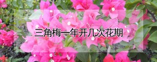 三角梅一年开几次花期,第1图