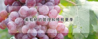 葡萄树的管理和修剪夏季,第1图