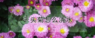 千头菊怎么浇水,第1图