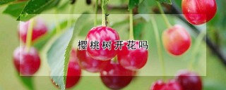 樱桃树开花吗,第1图