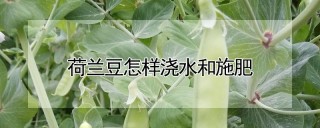 荷兰豆怎样浇水和施肥,第1图