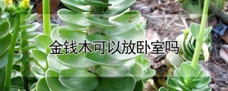 金钱木可以放卧室吗,第1图