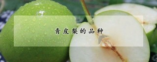 青皮梨的品种,第1图