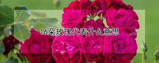 16朵玫瑰代表什么意思,第1图