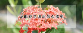 龙船花花谢后怎么修剪,第1图